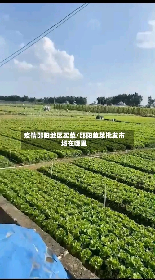 疫情邵阳地区买菜/邵阳蔬菜批发市场在哪里-第3张图片