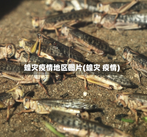 蝗灾疫情地区图片(蝗灾 疫情)-第2张图片